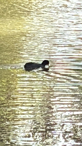 Common Coot photograph by the iNaturalist community