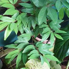 Cynometra cauliflora