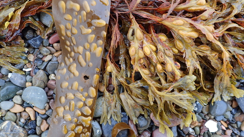 Laminaria hyperborea observed 2026-10-23