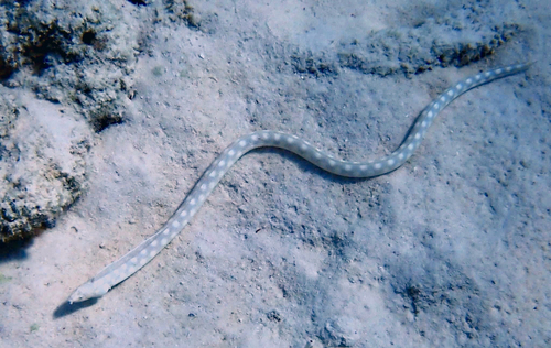 Myrichthys observed 2026-10-21