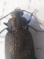 Chlaenius tristis