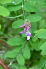 Lathyrus nevadensis