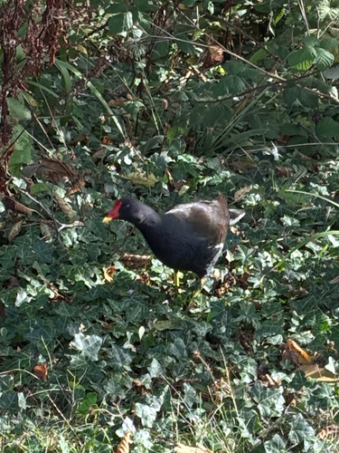 Eurasian Moorhen photograph by the iNaturalist community