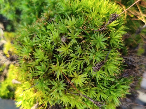Atrichum undulatum observed 2026-10-24