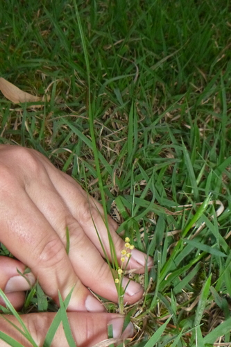 Lomandra filiformis observed 2026-10-24