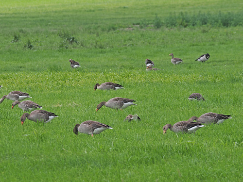 Greylag Goose photograph by the iNaturalist community