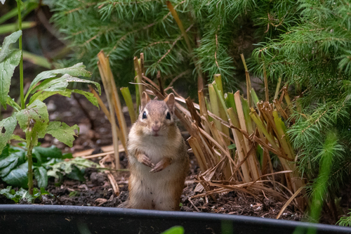Eastern Chipmunk photograph by the iNaturalist community