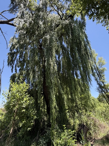Salix babylonica observed 2026-10-24