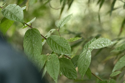 Callicarpa mollis observed 2026-10-24
