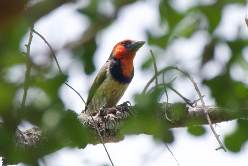 iNaturalist image