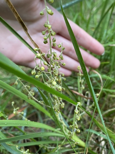 Lomandra filiformis observed 2026-10-24