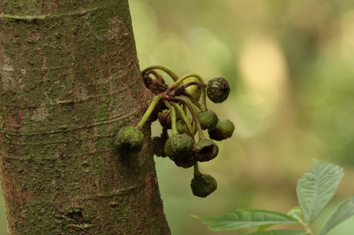 Ficus benguetensis observed 2026-10-21