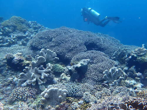 Acropora yongei observed 2026-10-24