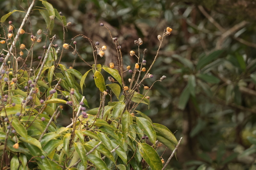 Meliosma observed 2026-10-21