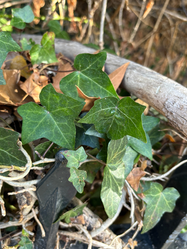 common ivy photograph by the iNaturalist community