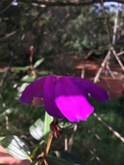 Melastomataceae