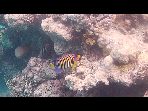 Pygoplites diacanthus observed 2026-10-23
