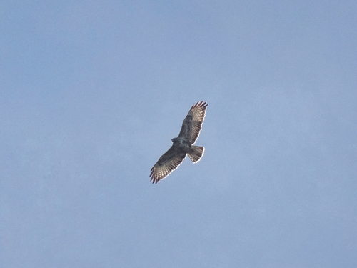 Common Buzzard photograph by the iNaturalist community