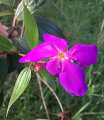 Melastomataceae