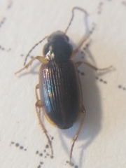 Stenolophus mixtus