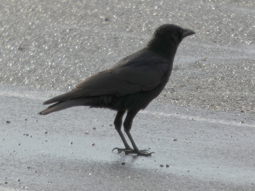 Carrion Crow photograph by the iNaturalist community