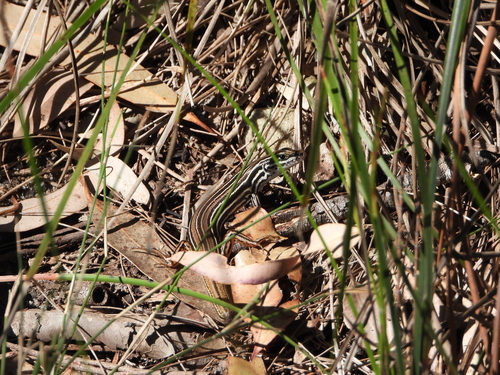 Ctenotus taeniolatus, 2026-10-24