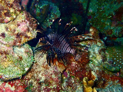 Pterois volitans observed 2026-10-22