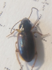 Stenolophus mixtus