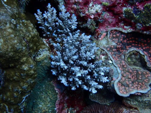 Acropora striata observed 2026-10-24