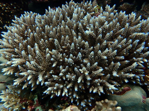 Acropora observed 2026-10-24