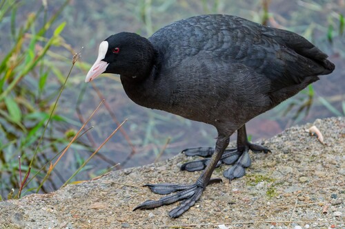 Common Coot photograph by the iNaturalist community