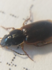 Stenolophus mixtus