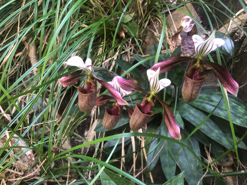 Paphiopedilum purpuratum, 2026-10-24