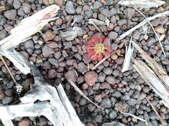 Drosera stelliflora