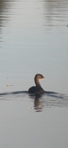 Pied-billed Grebe photograph by the iNaturalist community