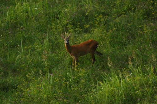 Western Roe Deer photograph by the iNaturalist community