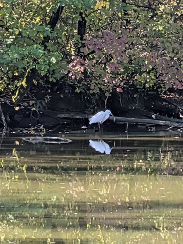 Little Egret photograph by the iNaturalist community