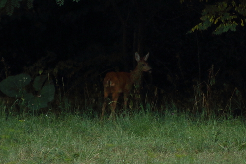 Western Roe Deer photograph by the iNaturalist community