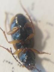 Stenolophus mixtus