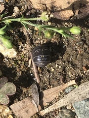 Armadillidium vulgare