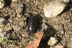 Armadillidium vulgare