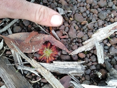 Drosera stelliflora