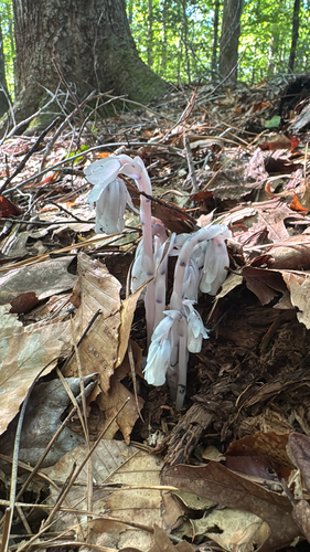 Ghost Pipe photograph by the iNaturalist community