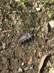 Armadillidium vulgare