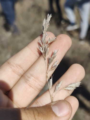 Bromus hordeaceus observed 2026-10-24