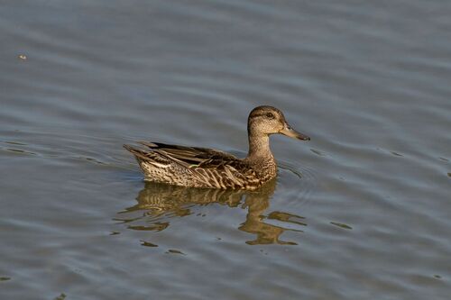 Green-winged Teal photograph by the iNaturalist community