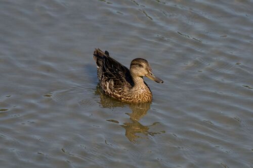 Green-winged Teal photograph by the iNaturalist community