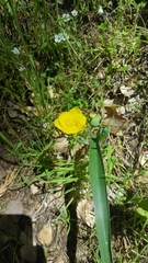 Calochortus monophyllus