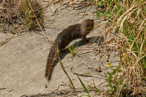 Herpestes javanicus observed 2026-10-24