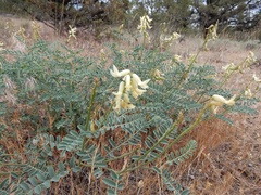 Astragalus curvicarpus